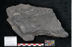 Foto (Objekt + Etikett) von Odontopteris minor Brongniart (NHMW-GEO-2024-0188-10722)